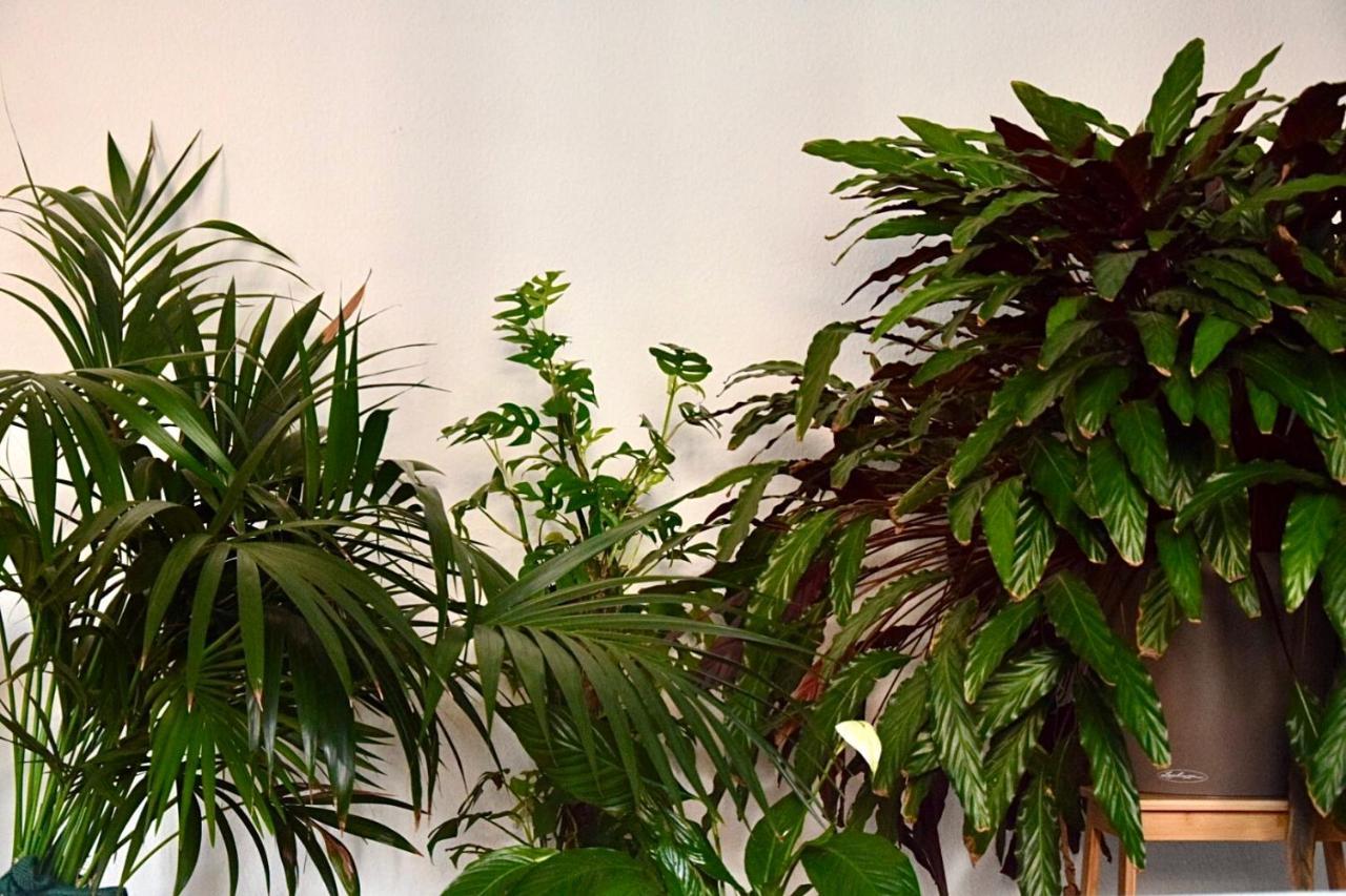 Greenbnbs: Cozy Urban Jungle In The City Centre Эссен Экстерьер фото